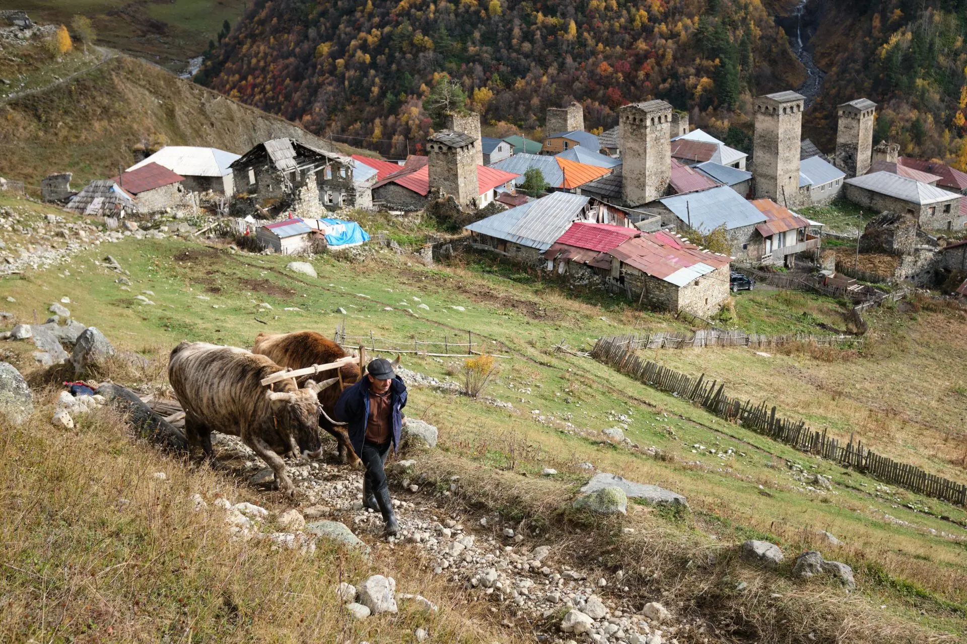 Man and his oxes in Adishi