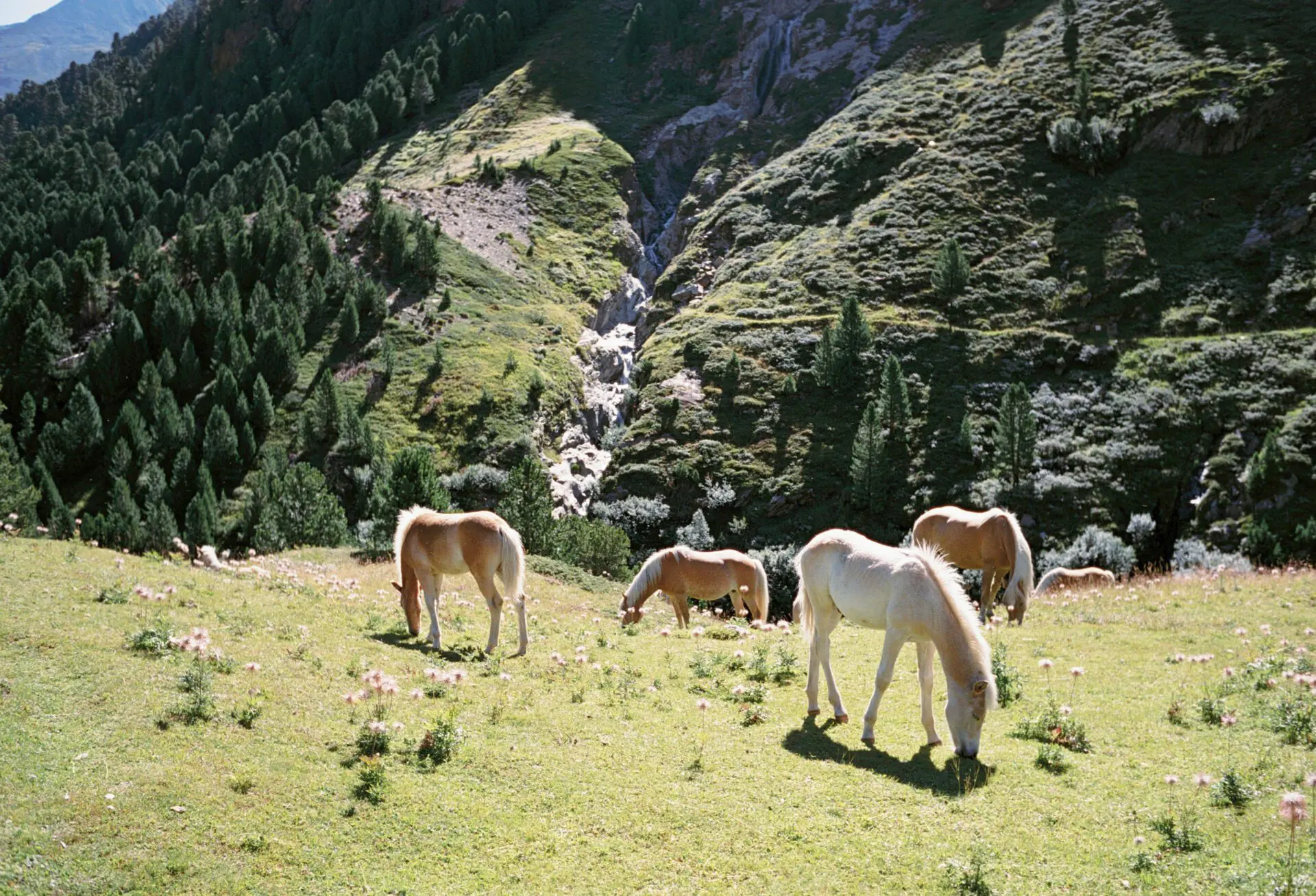 Horses in in Ötztal valley