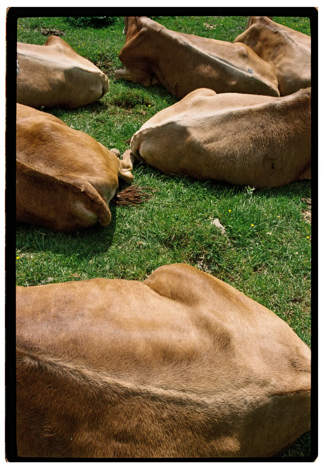 Cows lying down on a alpine meadow.